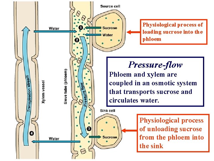 General diagram of translocation Physiological process of loading sucrose into the phloem Pressure-flow Phloem