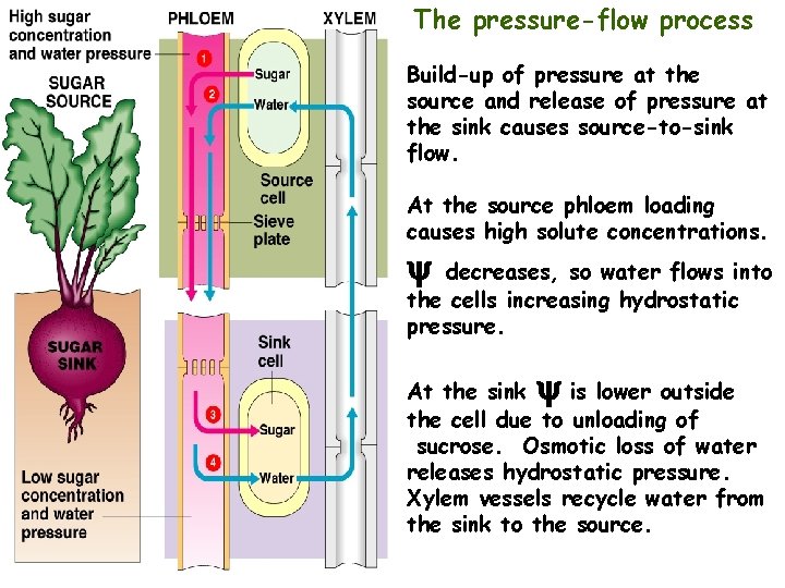 The pressure-flow process Pressure flow schematic Build-up of pressure at the source and release