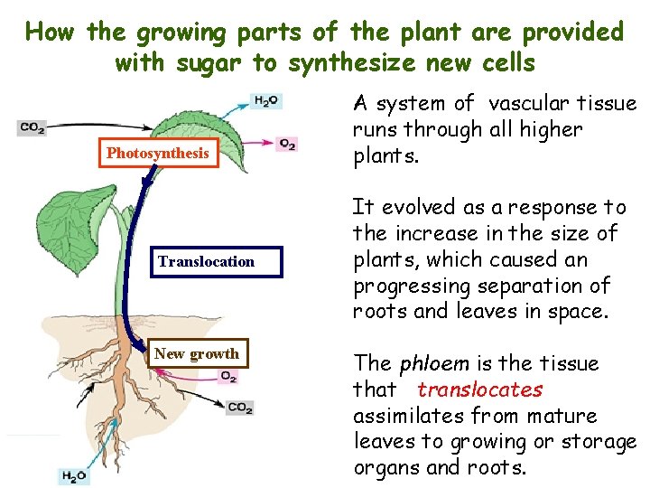 How the growing parts of the plant are provided with sugar to synthesize new
