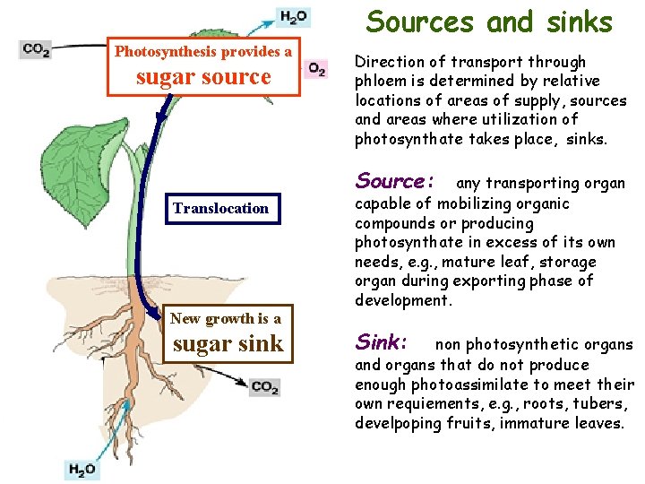 Sources and sinks Photosynthesis provides a sugar source Direction of transport through phloem is