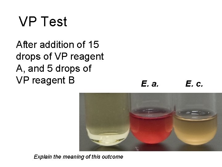VP Test After addition of 15 drops of VP reagent A, and 5 drops VP Test After addition of 15 drops of VP reagent A, and 5 drops