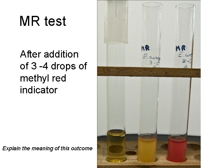 MR test After addition of 3 -4 drops of methyl red indicator Explain the MR test After addition of 3 -4 drops of methyl red indicator Explain the
