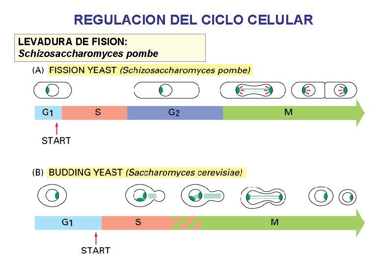 REGULACION DEL CICLO CELULAR LEVADURA DE FISION: Schizosaccharomyces pombe 