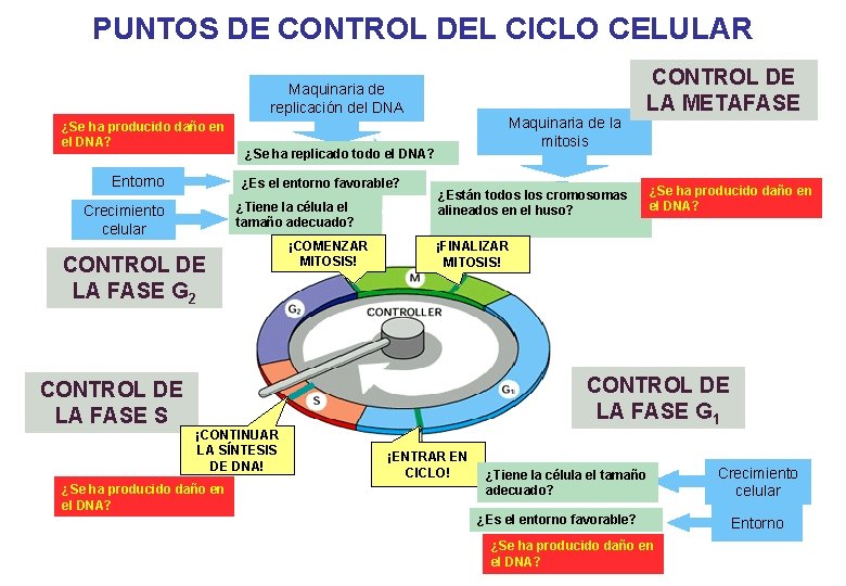 PUNTOS DE CONTROL DEL CICLO CELULAR Maquinaria de replicación del DNA ¿Se ha producido