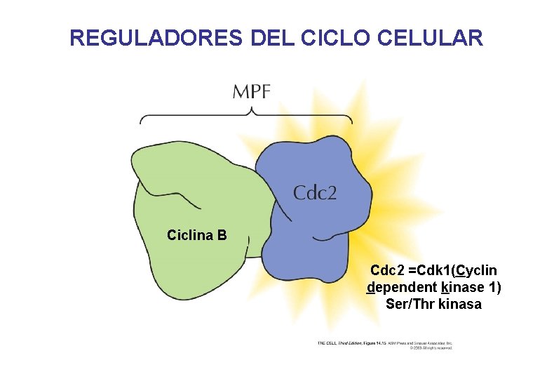 REGULADORES DEL CICLO CELULAR Ciclina B Cdc 2 =Cdk 1(Cyclin dependent kinase 1) Ser/Thr