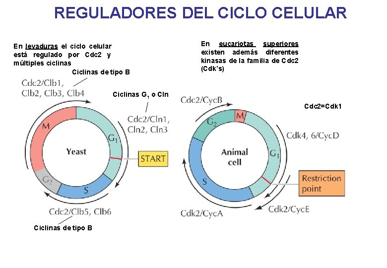 REGULADORES DEL CICLO CELULAR En levaduras el ciclo celular está regulado por Cdc 2