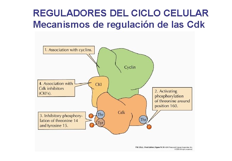 REGULADORES DEL CICLO CELULAR Mecanismos de regulación de las Cdk REGULADORES DEL CICLO CELULAR Mecanismos de regulación de las Cdk