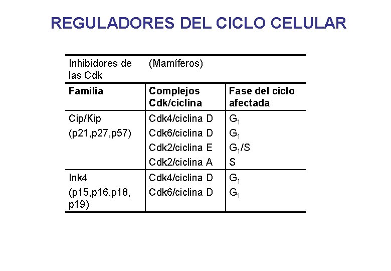 REGULADORES DEL CICLO CELULAR Inhibidores de las Cdk (Mamíferos) Familia Complejos Cdk/ciclina Fase del