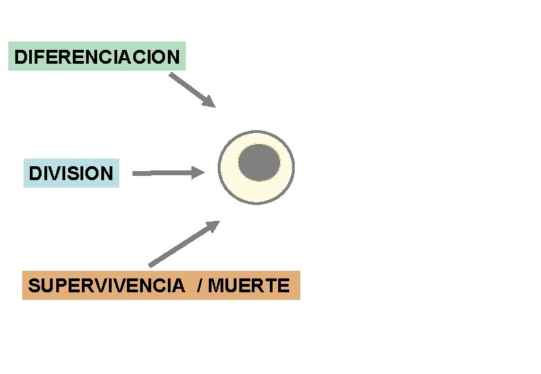 DIFERENCIACION DIVISION SUPERVIVENCIA / MUERTE 