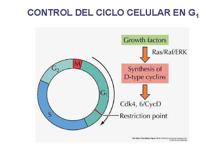 CONTROL DEL CICLO CELULAR EN G 1 