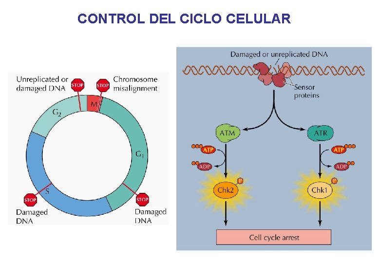 CONTROL DEL CICLO CELULAR 