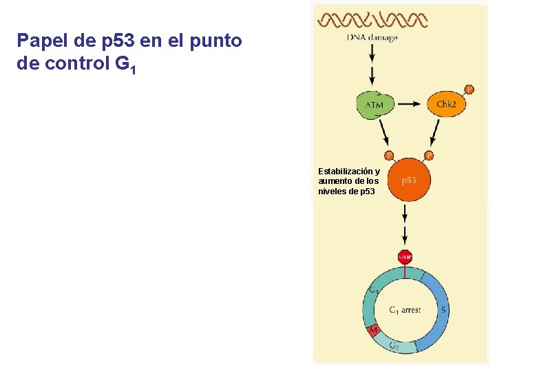 Papel de p 53 en el punto de control G 1 Estabilización y aumento