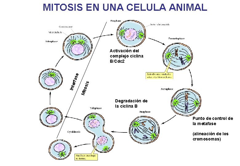 MITOSIS EN UNA CELULA ANIMAL sis Mito Inte rfas e Activación del complejo ciclina