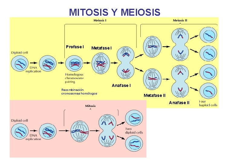 MITOSIS Y MEIOSIS Profase I Metafase I Anafase I Recombinación cromosomas homólogos Metafase II