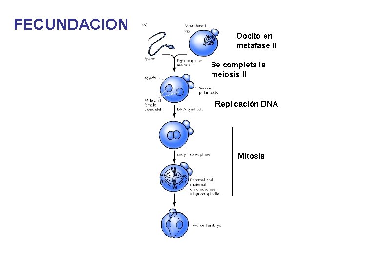 FECUNDACION Oocito en metafase II Se completa la meiosis II Replicación DNA Mitosis 