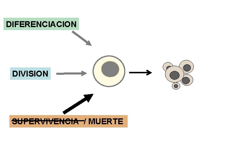 DIFERENCIACION DIVISION SUPERVIVENCIA / MUERTE DIFERENCIACION DIVISION SUPERVIVENCIA / MUERTE