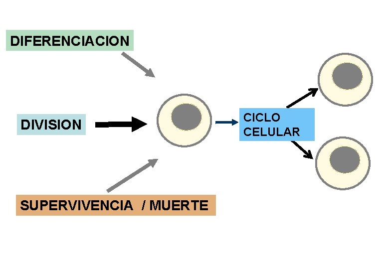 DIFERENCIACION DIVISION SUPERVIVENCIA / MUERTE CICLO CELULAR 