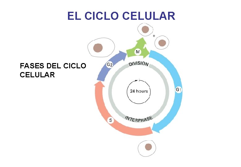 EL CICLO CELULAR FASES DEL CICLO CELULAR 