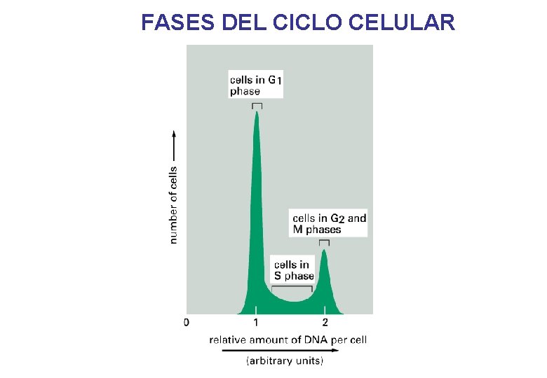 FASES DEL CICLO CELULAR 