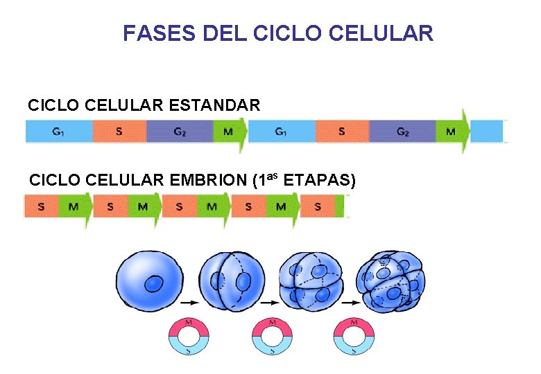 FASES DEL CICLO CELULAR ESTANDAR CICLO CELULAR EMBRION (1ªS ETAPAS) 