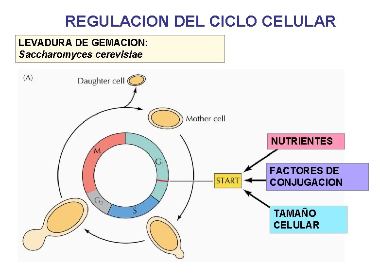 REGULACION DEL CICLO CELULAR LEVADURA DE GEMACION: Saccharomyces cerevisiae NUTRIENTES FACTORES DE CONJUGACION TAMAÑO