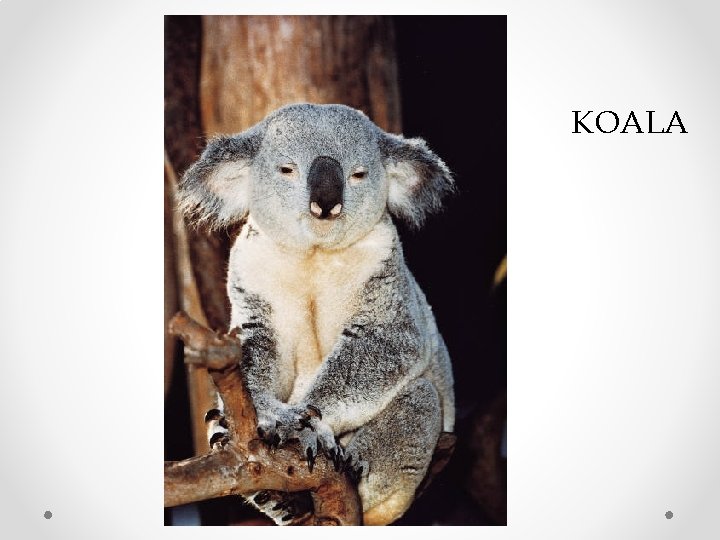 KOALA 