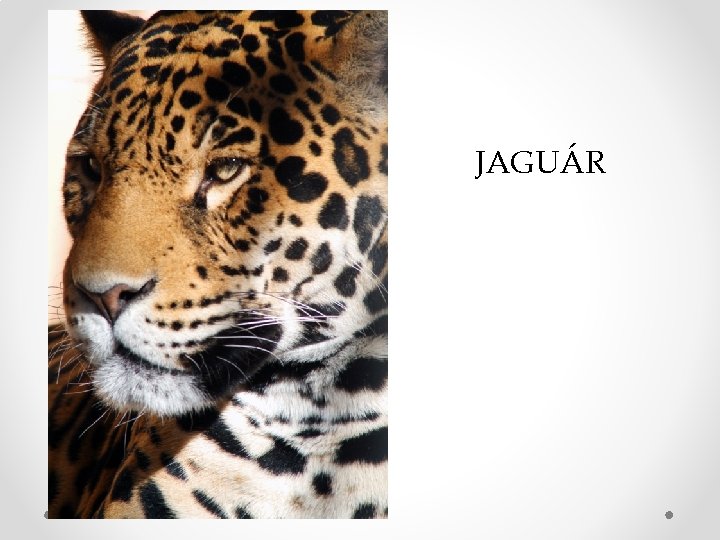 JAGUÁR 