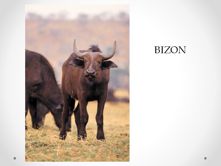 BIZON 