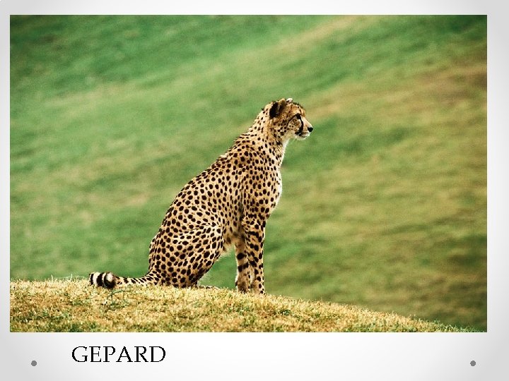 GEPARD 