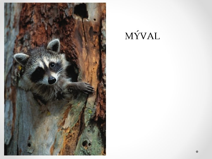 MÝVAL 