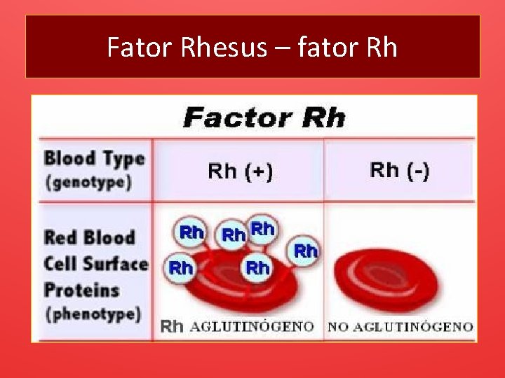 Fator Rhesus – fator Rh 