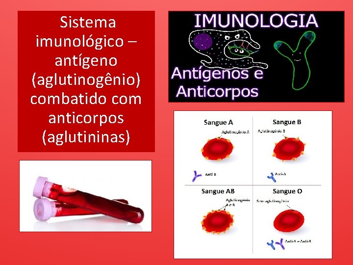 Sistema imunológico – antígeno (aglutinogênio) combatido com anticorpos (aglutininas) 