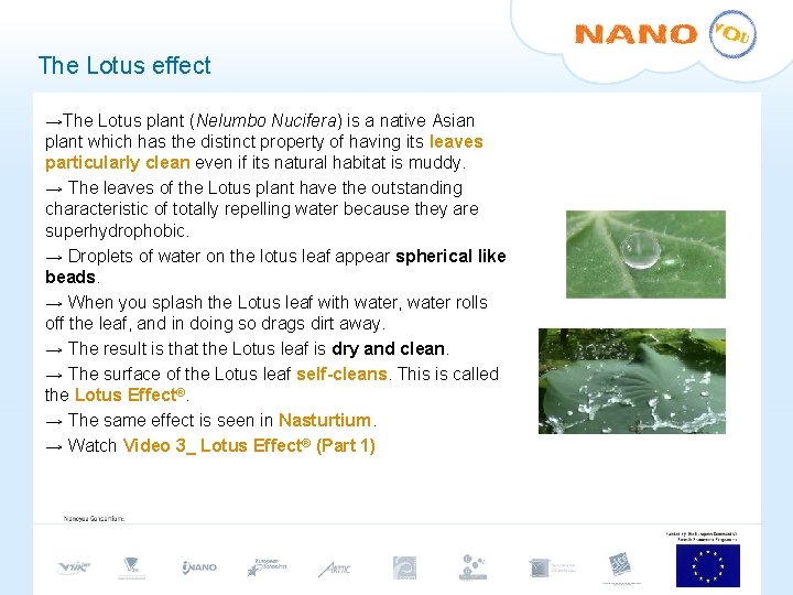 The Lotus effect →The Lotus plant (Nelumbo Nucifera) is a native Asian plant which The Lotus effect →The Lotus plant (Nelumbo Nucifera) is a native Asian plant which