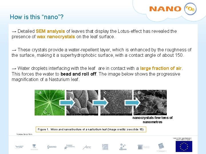 How is this “nano”? → Detailed SEM analysis of leaves that display the Lotus-effect How is this “nano”? → Detailed SEM analysis of leaves that display the Lotus-effect