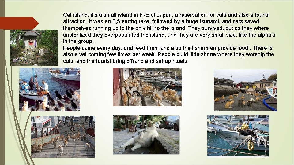 Cat island: it’s a small island in N-E of Japan, a reservation for cats