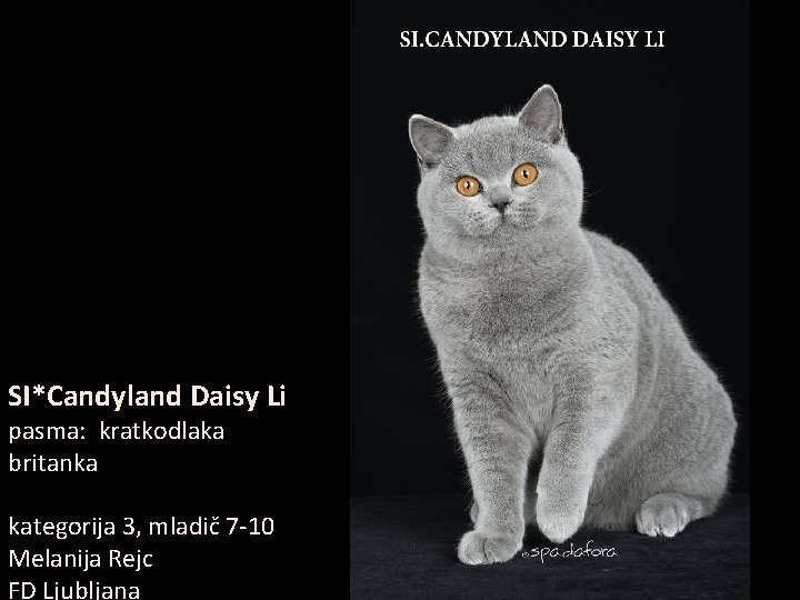 SI*Candyland Daisy Li pasma: kratkodlaka britanka kategorija 3, mladič 7 -10 Melanija Rejc FD