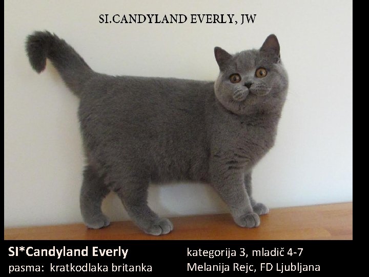 SI*Candyland Everly pasma: kratkodlaka britanka kategorija 3, mladič 4 -7 Melanija Rejc, FD Ljubljana