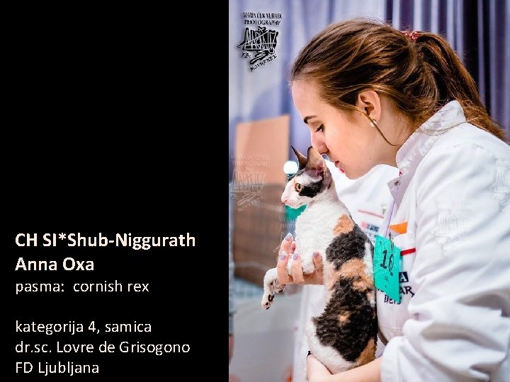 CH SI*Shub-Niggurath Anna Oxa pasma: cornish rex kategorija 4, samica dr. sc. Lovre de