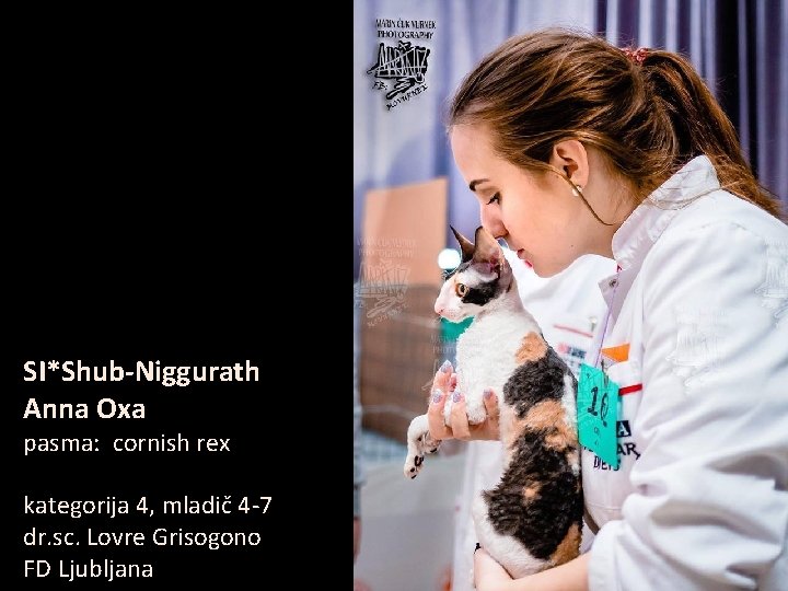 SI*Shub-Niggurath Anna Oxa pasma: cornish rex kategorija 4, mladič 4 -7 dr. sc. Lovre
