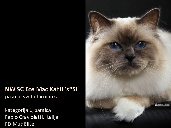 NW SC Eos Mac Kahlil's*SI pasma: sveta birmanka kategorija 1, samica Fabio Craviolatti, Italija