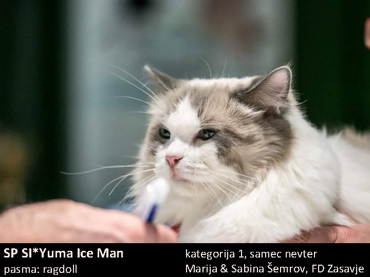 SP SI*Yuma Ice Man pasma: ragdoll kategorija 1, samec nevter Marija & Sabina Šemrov,