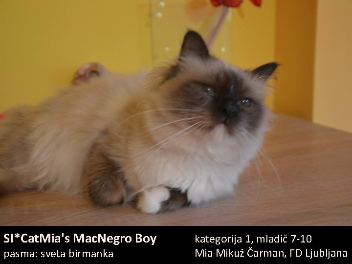 SI*Cat. Mia's Mac. Negro Boy pasma: sveta birmanka kategorija 1, mladič 7 -10 Mia