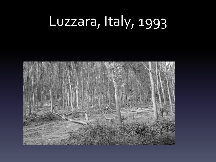 Luzzara, Italy, 1993 
