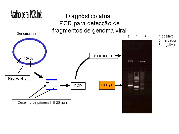 Genoma viral Diagnóstico atual: PCR para detecção de fragmentos de genoma viral 1 Eletroforese