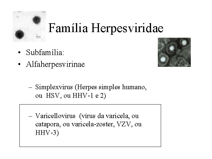 Família Herpesviridae • Subfamília: • Alfaherpesvirinae – Simplexvirus (Herpes simples humano, ou HSV, ou