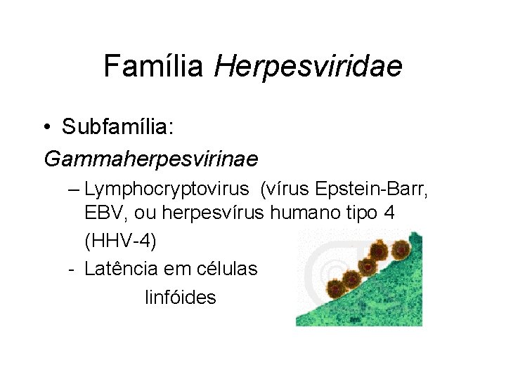 Família Herpesviridae • Subfamília: Gammaherpesvirinae – Lymphocryptovirus (vírus Epstein-Barr, EBV, ou herpesvírus humano tipo