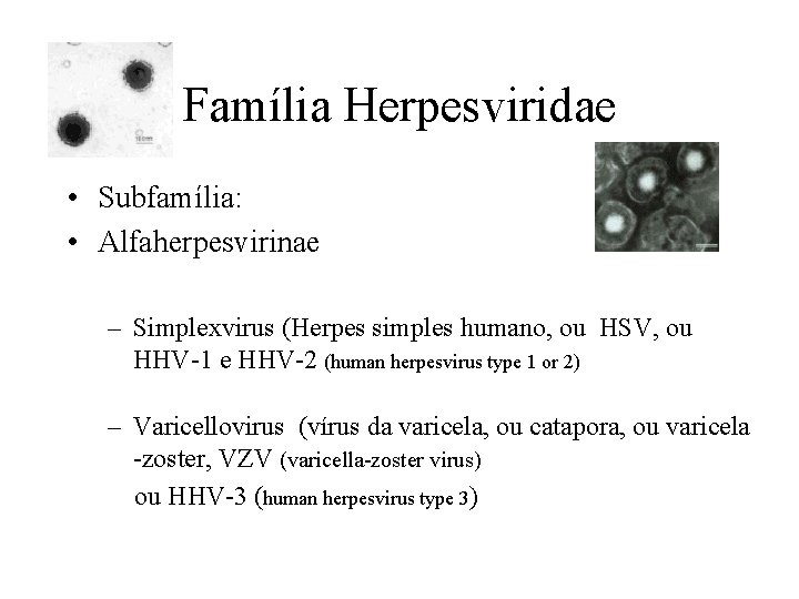 Família Herpesviridae • Subfamília: • Alfaherpesvirinae – Simplexvirus (Herpes simples humano, ou HSV, ou