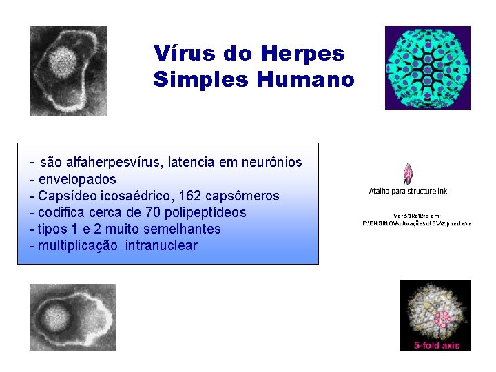 Vírus do Herpes Simples Humano - são alfaherpesvírus, latencia em neurônios - envelopados -