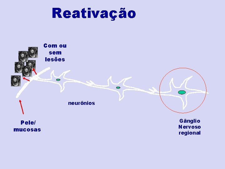 Reativação Com ou sem lesões neurônios Pele/ mucosas Gânglio Nervoso regional 