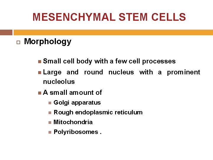 MESENCHYMAL STEM CELLS Morphology Small cell body with a few cell processes Large and